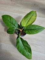 philodendron rugapetiolatum, Huis en Inrichting, Kamerplanten, Overige soorten, Minder dan 100 cm, Ophalen of Verzenden, Halfschaduw