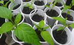 Bio moestuinplantjes kandil dolma Vulpaprika moestuinplantje, Ophalen, Volle zon, Groenteplanten, Eenjarig