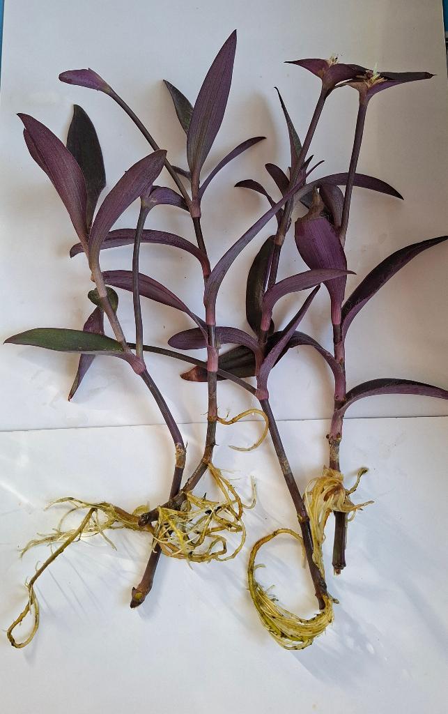 Stekken Tradescantia Pallida, Huis en Inrichting, Kamerplanten, Minder dan 100 cm, Bloeiende kamerplant, Volle zon, Ophalen