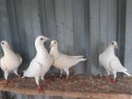 Witte postduiven  jongen, Dieren en Toebehoren, Vogels | Duiven, Meerdere dieren, Postduif
