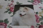 Honden Postkaart - Portret van een Samojeed, Samojeden Suomi, Verzenden, 1980 tot heden, Gelopen, Hond of Kat