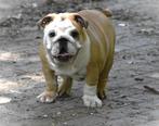 engelse bulldog, Rabiës (hondsdolheid), 8 tot 15 weken, Buitenland, Bulldog