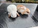 Jonge Dwerghangoor Konijntjes, Dieren en Toebehoren, Konijnen, Meerdere dieren, Dwerg, Hangoor