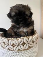 Bolonshi pups mogen nest verlaten, Dieren en Toebehoren, Honden | Chihuahua's en Gezelschapshonden, Overige rassen, CDV (hondenziekte)