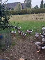 Ganzen niet op zondag, Dieren en Toebehoren, Pluimvee, Meerdere dieren, Gans of Zwaan