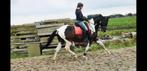 valk kleurige jonge paarden en bonte rijpaarden, Dieren en Toebehoren, Paarden, Meerdere dieren, 3 tot 6 jaar