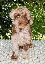 Prachtige boomer x dwerg poedel pups, Nederland, Overige rassen, CDV (hondenziekte), 8 tot 15 weken
