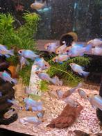 Ramirezi elektric blue gold head, Dieren en Toebehoren, Vissen | Aquariumvissen, Vis, Zoetwatervis