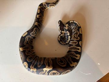 Ball python pastel ghi dh hypo dg beschikbaar voor biedingen