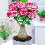 Roze Desert Rose Bonsai zaadjes, Ophalen of Verzenden