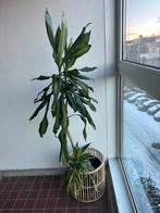 Plant, Ophalen, Halfschaduw, Minder dan 100 cm