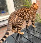 Prachtige bengaal dekkater met stamboom, Dieren en Toebehoren, 0 tot 2 jaar