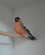 Zeer mooie pastel goudvink man., Dieren en Toebehoren, Vogels | Overige Vogels, Mannelijk, Wildzangvogel, Geringd