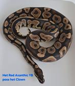 Het Red Axanthic YB Ball Python/Koningspython, Dieren en Toebehoren, Slang, Tam, 3 tot 6 jaar