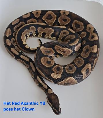 Het Red Axanthic YB Ball Python/Koningspython  beschikbaar voor biedingen