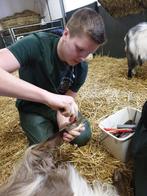 Scheren bekappen knippen en meer, Dieren en Toebehoren, Schapen, Geiten en Varkens, Meerdere dieren, Schaap