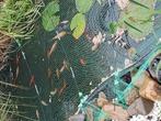 10 goudvissen verschillende kleuren en maten, Tuin en Terras, Ophalen