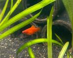 10 x oranje platy, Vis, Zoetwatervis