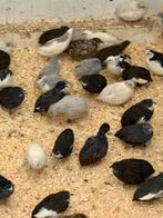 Chinese dwergkwartels, Dieren en Toebehoren, Meerdere dieren, Tropenvogel