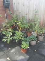 Hosta s en vlinderstruikken 4.95 pst, Vaste plant, Halfschaduw, Zomer, Ophalen