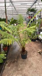 Dicksonia antarctica/ boomvaren 180cm op stam, Ophalen, Volle zon, Overige soorten, 100 tot 250 cm