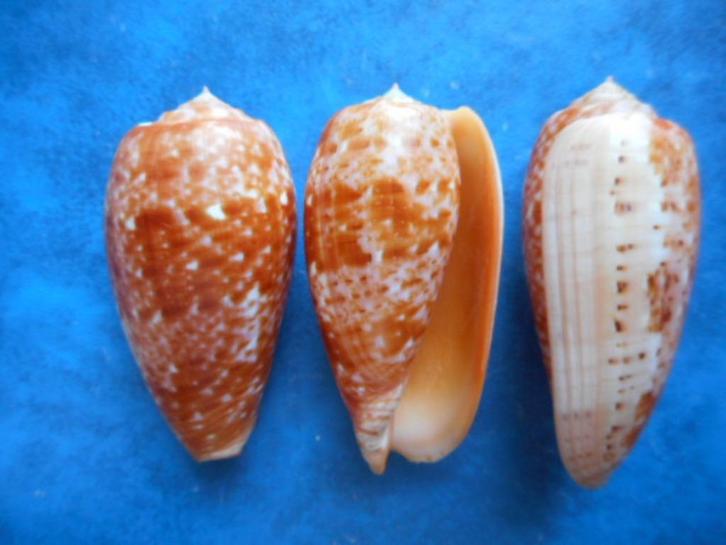 Schelpen: Conus bullatus L. f++/gem 50-57mm, Verzamelen, Mineralen en Fossielen, Schelp(en), Verzenden