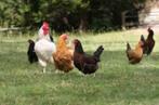 Kippen van ruim een jaar oud., Dieren en Toebehoren, Pluimvee, Vrouwelijk, Kip