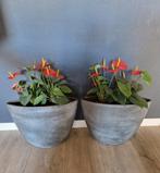 2 grijze bloempotten, Tuin en Terras, Bloempotten, Ophalen, Rond, Zo goed als nieuw, Minder dan 25 cm