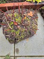 Planten, Tuin en Terras, Planten | Tuinplanten, Ophalen of Verzenden, Overige soorten, Volle zon