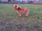 Mini ruintjes, Dieren en Toebehoren, Pony's, Ruin, A pony (tot 1.17m), Gechipt, 3 tot 6 jaar