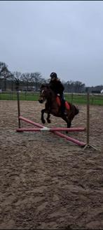 Bijrijder aangeboden, Dieren en Toebehoren, Ophalen of Verzenden