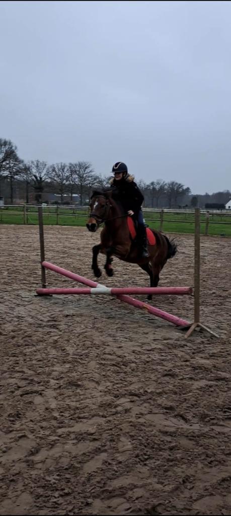 Bijrijder aangeboden, Dieren en Toebehoren, Paarden en Pony's | Verzorgingsproducten, Ophalen of Verzenden