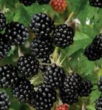 Bramenstruik zonder doorns (doornloos) Jaarlijks plezier, Ophalen of Verzenden, Minder dan 100 cm, Overige soorten, Lente