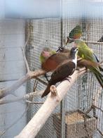 tamboerijnduiven, Dieren en Toebehoren, Vogels | Duiven, Mannelijk, Overige soorten