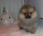 Mini Pomeranian/Pomeriaan Teefje aanwezig in NL, Dieren en Toebehoren, 15 weken tot 1 jaar, Buitenland, Teef, Meerdere