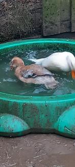 Loopeenden, Meerdere dieren, Eend