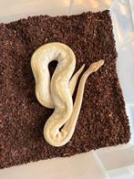 1.0 Lesser Pastel Clown koningspython, nakweek 2023, Dieren en Toebehoren, Reptielen en Amfibieën, Slang, Tam, 0 tot 2 jaar