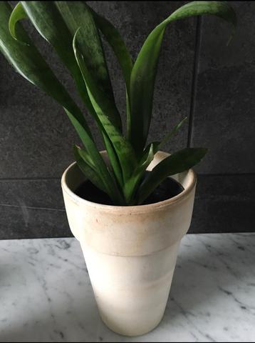 Grote witte beige keramische oud Hollandse terracotta potten beschikbaar voor biedingen