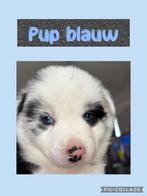 Border collie pups, Dieren en Toebehoren, Honden | Herdershonden en Veedrijvers, CDV (hondenziekte), 8 tot 15 weken, Collie, Meerdere
