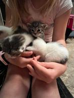 Hele lieve kittens, Dieren en Toebehoren, Meerdere dieren