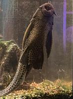 een pleco harnasmeerval Luipaardzeilvinpleco L-165 37cm, Vis