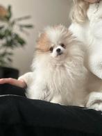 Pomeriaan puppy teefje Parti-Color Pomeranian in NL☆, Dieren en Toebehoren, Honden | Poolhonden, Keeshonden en Oertypen, Particulier