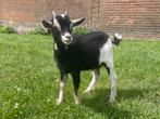 3 prachtige bokjes geboren begin mei, Dieren en Toebehoren, Schapen, Geiten en Varkens, Mannelijk, Geit