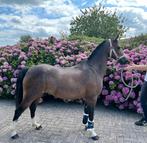 Lieve B pony merrie 2013, Dieren en Toebehoren, Merrie, B pony (1.17m tot 1.27m), Gechipt, 11 jaar of ouder