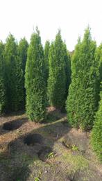 Mooie volle haagconiferen thuja smaragd tot 225 cm, Ophalen, Conifeer, 100 tot 250 cm