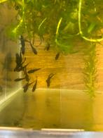 Black molly  jongen. 25 stuks, Dieren en Toebehoren, Vissen | Aquariumvissen, Vis