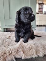 Goldador pups puppies Labrador Golden Retriever, Golden retriever, Rabiës (hondsdolheid), 8 tot 15 weken, Meerdere