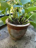 Hosta eventueel met pot, Tuin en Terras, Planten | Tuinplanten, Ophalen, Vaste plant, Overige soorten, Halfschaduw