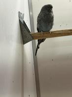 Bf/bwdf antraciet man, Mannelijk, Parkiet