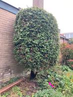 Grote gezonde conifeer, Tuin en Terras, Planten | Struiken en Hagen, Ophalen, Conifeer, Struik, 250 cm of meer